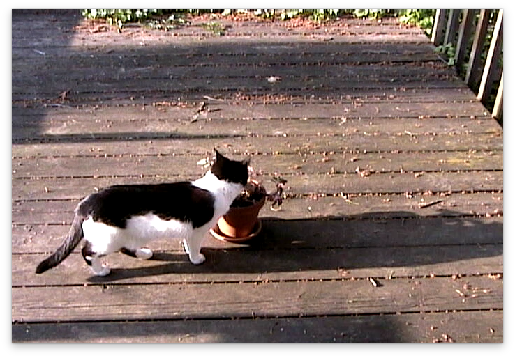 backporch cat